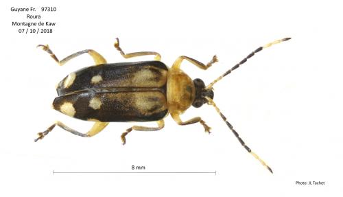 Diabrotica scripta